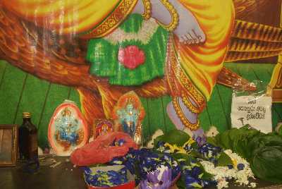 Clitoria ternatea (butterfly pea) flower sacrifice at Vishnu Devale in Kandy (Maha-Nuwara), Sri Lanka