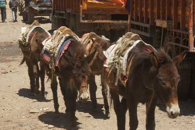 Donkey caravan in Nangma Bazar, Western Nepal