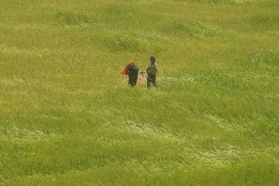 Villagers in a barley field, seen from Karnali Highway, Western Nepal