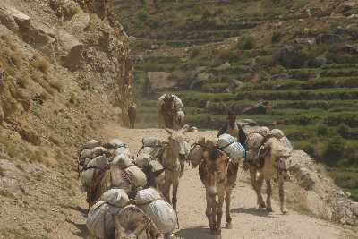 Donkey caravan travelling on Karnali Highway, near Jumla, Western Nepal