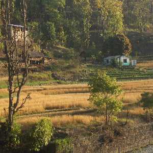 House in wheat fields, view from Karnali Highway (Surkhet to Jumla, Western Nepal)