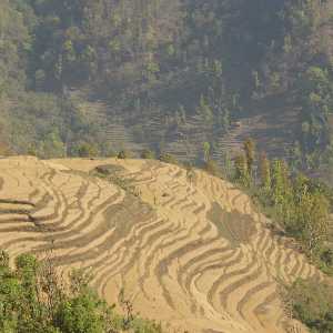 Hilltop covered wheat terrace fields view from Karnali Highway (Surkhet to Jumla, Western Nepal)