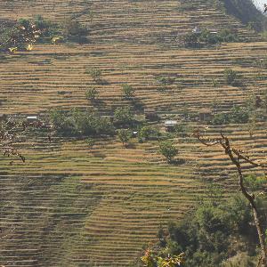 Giant terraced fields, opposite Kalikot, view from Karnali Highway (Surkhet to Jumla, Western Nepal)