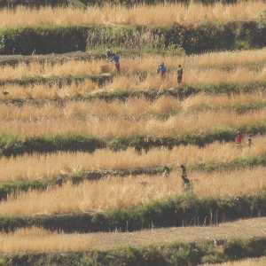 Villagers harvesting wheat, view from Karnali Highway (Surkhet to Jumla, Western Nepal)