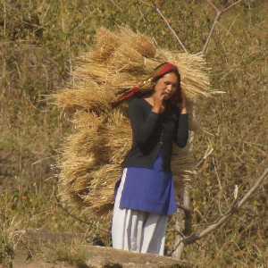Village woman collecting hay, view from Karnali Highway near Kalikot (Surkhet to Jumla, Western Nepal)
