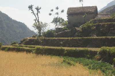 House in wheat terrace fields, seen on Karnali Highway (Surkhet to Jumla), Western Nepal