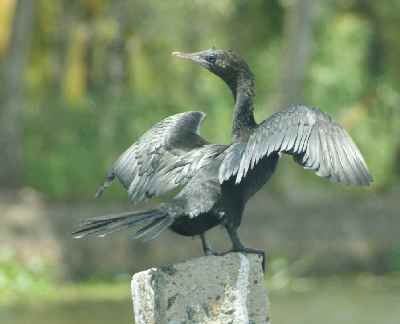 Black cormoran in the Backwaters, Kochi, Kerala (India)