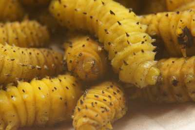 Grubs (Silkworms) at the Market in Kohima, Nagaland, North-East India