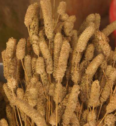 Elsholtzia blanda culinary herb (niepfü) for Angami Naga cooking, Kohima, Nagaland, North-East India