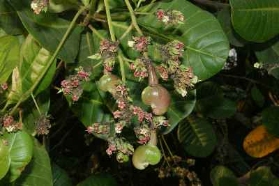 Anacardium occidentale: Cashew nut flower and immature fruits