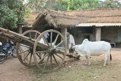 Traditional ox-driven cart in a village near Konark, Odhisha (India)