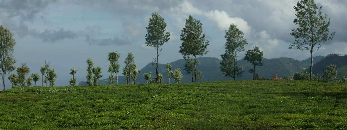 Tea plantation near Kottagiri, Nilgiri Mountains (Tamil Nadu, South India) 