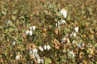Lothal/Gujarat Cotton field
