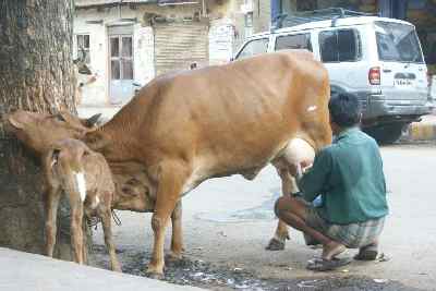 Cow milking in Madurai, Tamil Nadu (India)