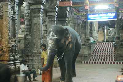 Sacred temple elephant in Madurai, Tamil Nadu (India)