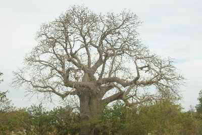 Adansonia digitata: Fruit of Baobab tree