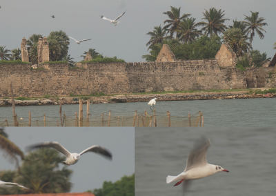 Seagulls practising flight in Mannar, Northern Province, Sri Lanka