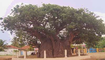Adansonia digitata: Baobab tree in Mannar, Northern Province, Sri Lanka