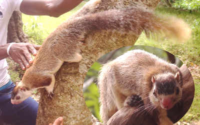 Ratufa macroura: Giant Squirrel Dandulena in Mihintale (Cultural Triangle), Sri Lanka