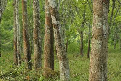 Rubber Trees (Hevea brasiliensis) near Monaragala, South-East Sri Lanka