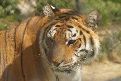 Panthera tigris tigris: Tiger in Nainital Zoo, Uttarakhand (Northern India)