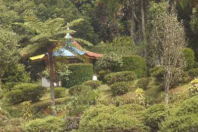 Hakgala Garden near Nuwara Eliya (Nurelia, Nuvarelia), Hill Country, Sri Lanka