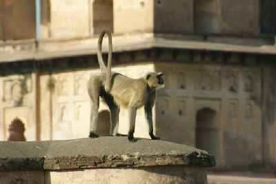 Monkey in front of cenotaph in Orcha (Orchha), Madhya Pradesh (India)