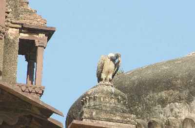 Vulture inhabiting Cenotaph in Orcha (Orchha), Madhya Pradesh (India)