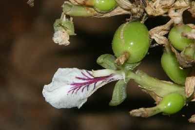 Elettaria cardamomum: Cardamom flower and immature fruit