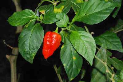 Capsicum chinense: South Indian ney milakay chile