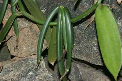 Vanilla planifolia: Vanilla pods