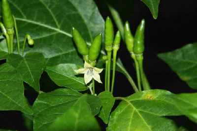 Capsicum frutescens: Kanthari chili from Kerala (South India)