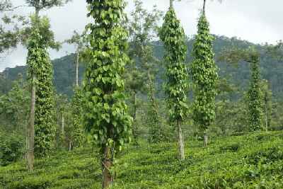 Teegarten mit Pfefferanbau in Vantiperiyar, nahe Kumily (Indien/Südindien/Kerala)