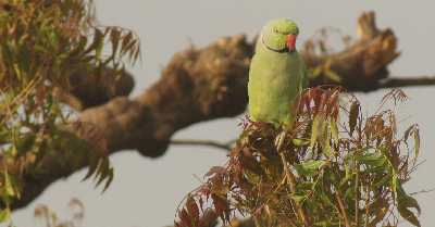 Rose-ringed parakeet birds (Psittacula krameri) near Savitri Mandir, Pushkar, Rajasthan, North-West India