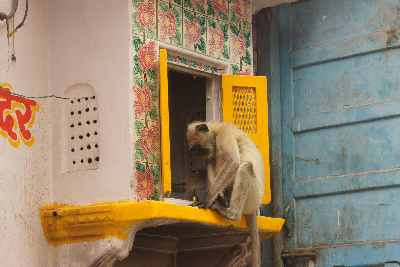 Monkey plundering puja remains in Pushkar, Rajasthan (India)