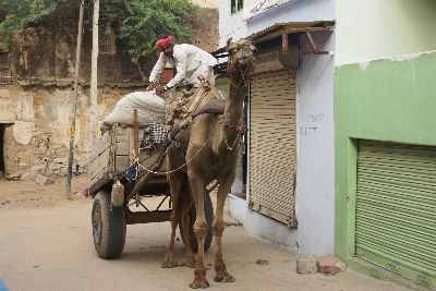 Camel-drawn carriage in Pushkar, Rajasthan (India)