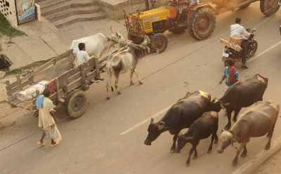 Traffic scene with ox-drawn carriage and water buffalo, in Rajgir, Bihar (Northern India)
