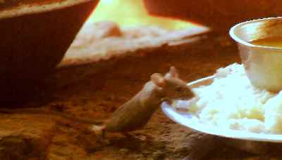 Mouse eating from food servings, in a cheap restaurant at Rajgir, Bihar (Northern India) 