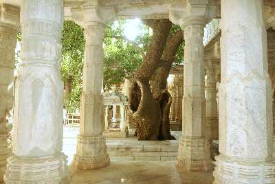 Courtyard with living tree inside Adinath Mandir Jain temple, Ranakpur, Rajasthan (India)