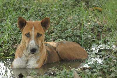 Indian summer: Dog enjoying cool sewage in Sarnath, near Varanasi, Uttar Pradesh (Northern India)