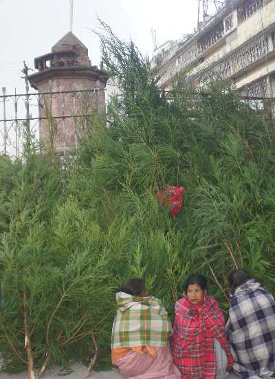 Christmas trees for sale in Shillong, Meghalaya (India)