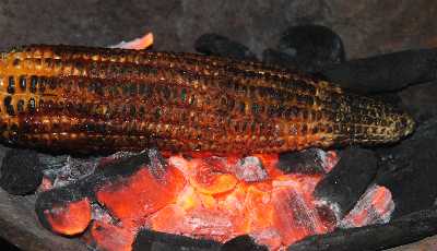 Indian Food: Corn cob (maize, Zea mays) grilled of charcoal, in Mysore, Karnataka (India)