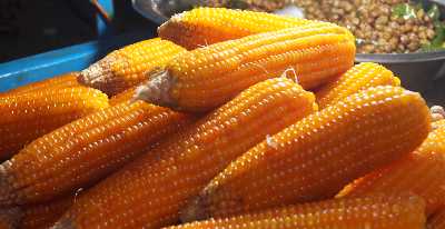 Indian Street Food: Boiled maize (corn, Zea mays)