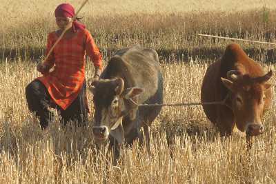 Woman driving cattle from ripe wheat field in Birendranagar (Surkhet), Western Nepal