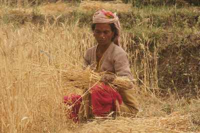 Tribeswoman harvesting wheat in Birendranagar (Surkhet), Western Nepal