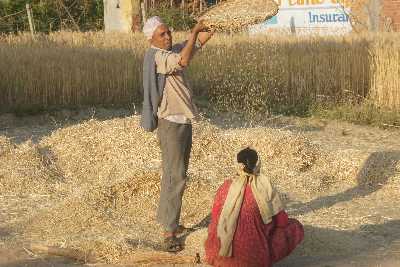 Wheat winnowing in Birendranagar (Surkhet), Western Nepal