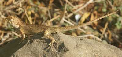 Sun-hungry reptile in Birendranagar (Surkhet), Western Nepal