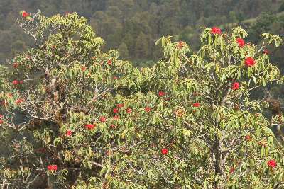 Rhododendron arboreum (Guras) forest in Gurase, near Surkhet (Western Nepal)