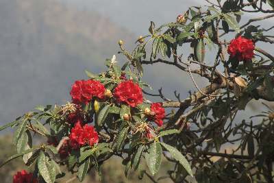 Rhododendron arboreum (Gurans) forest in Guranse, near Surkhet (Western Nepal)