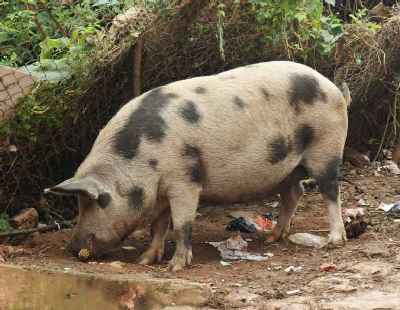 Stray Pig (precursor for Pork Choila) in Tansen, Nepal